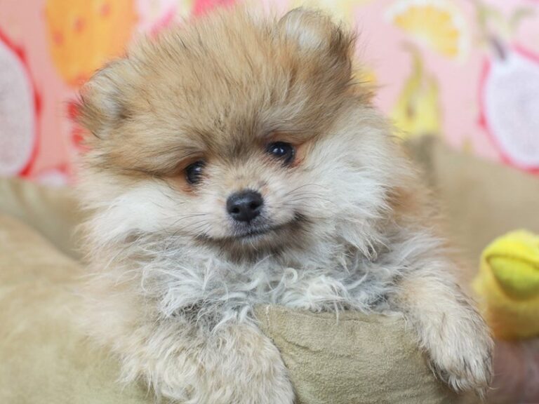 Pomeranian