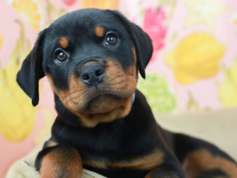 Rottweiler