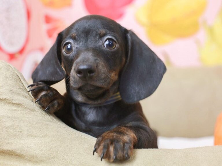 Dachshund