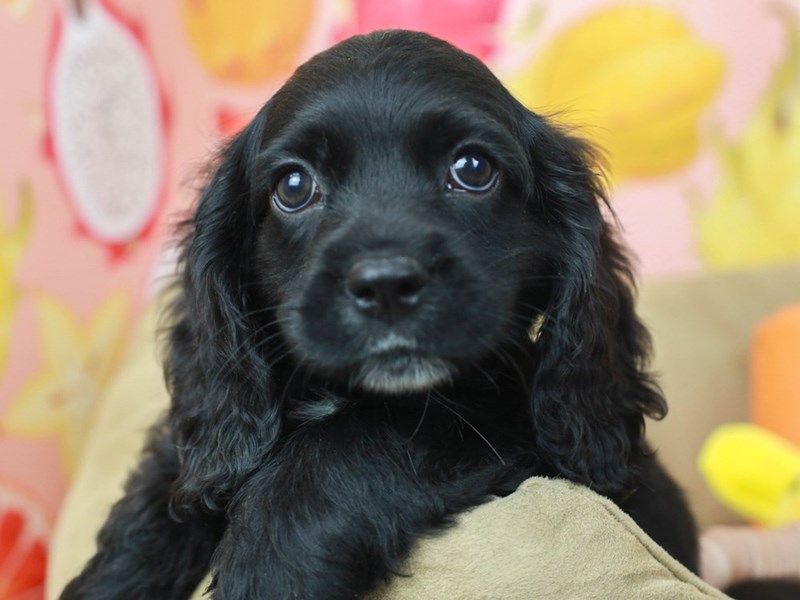 Cocka Poo-Male--2796421-Animal Kingdom | Puppies N Love