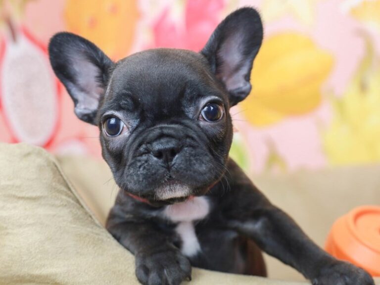 French Bulldog