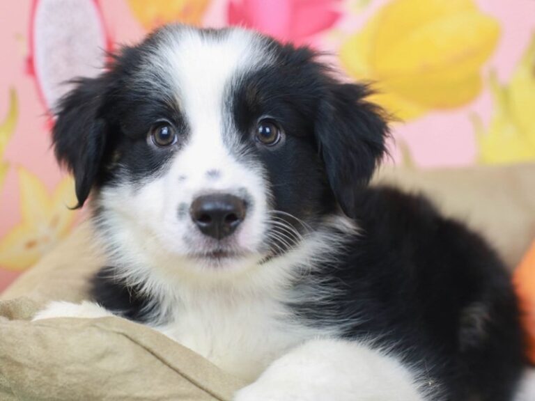 Mini Australian Shepherd