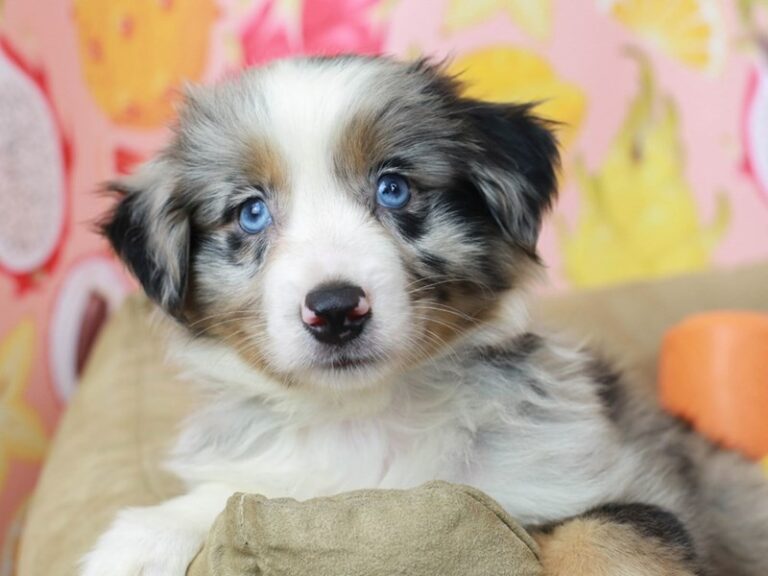 Mini Australian Shepherd