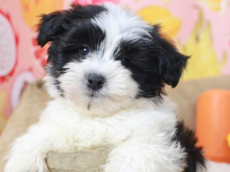 Coton De Tulear