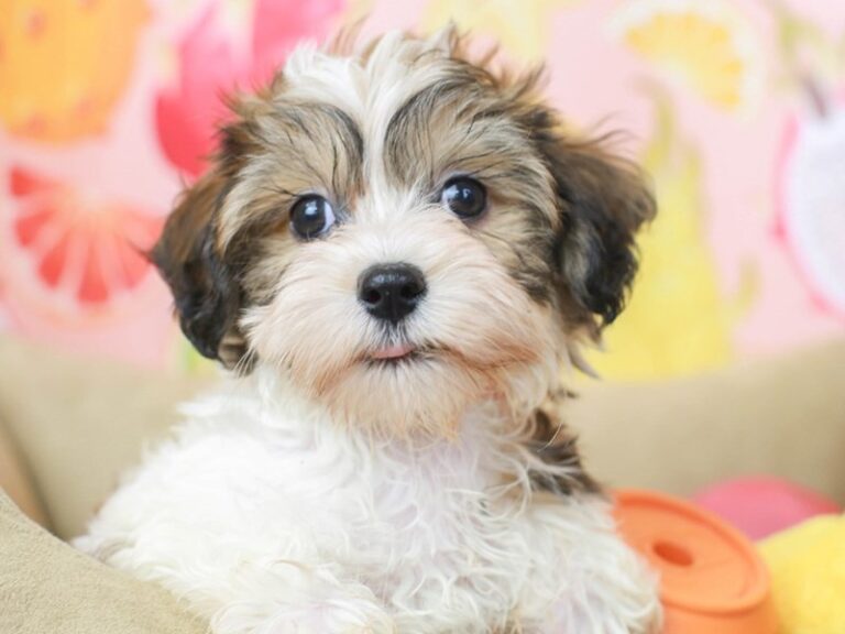 Havanese