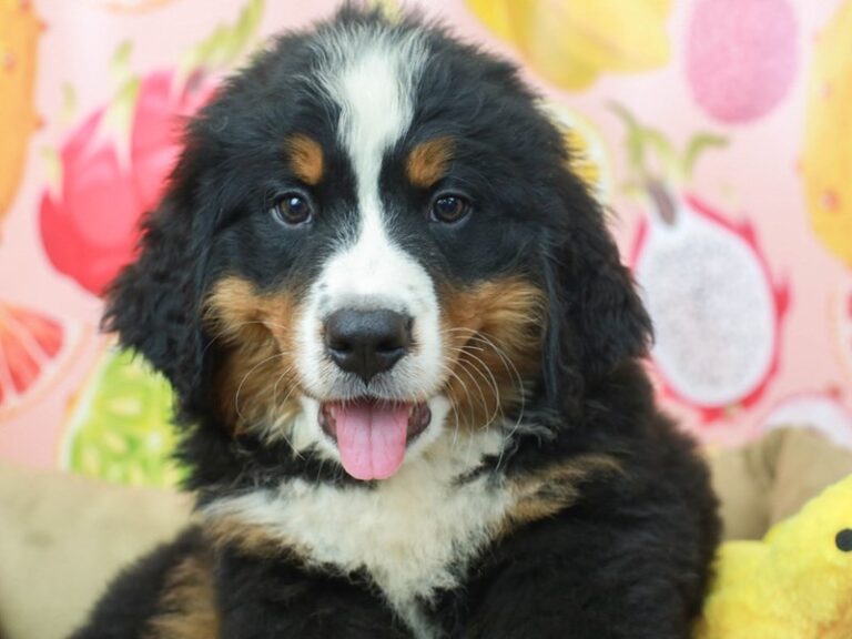 Bernese Mountain Dog