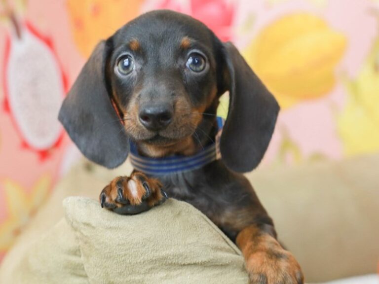 Dachshund