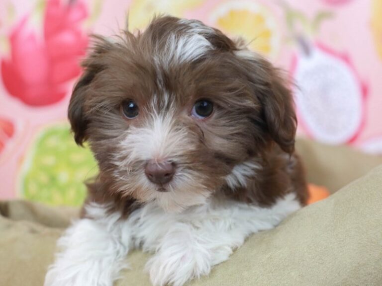Havanese