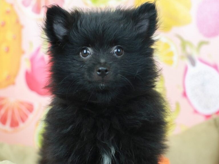 Pomeranian