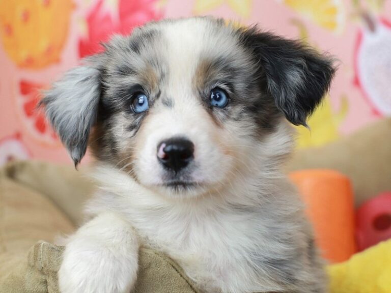 Australian Shepherd