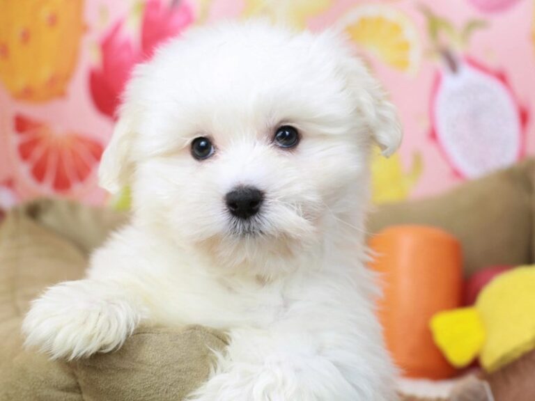 Coton De Tulear