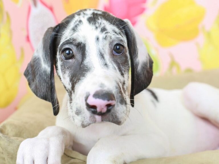 Great Dane
