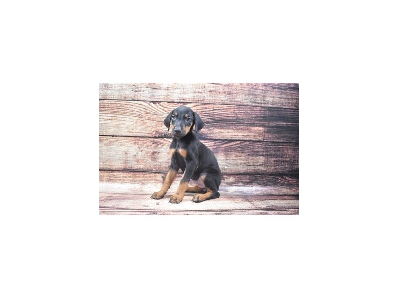 Doberman Pinscher-Female-Black and Tan-2801376-Animal Kingdom | Puppies N Love