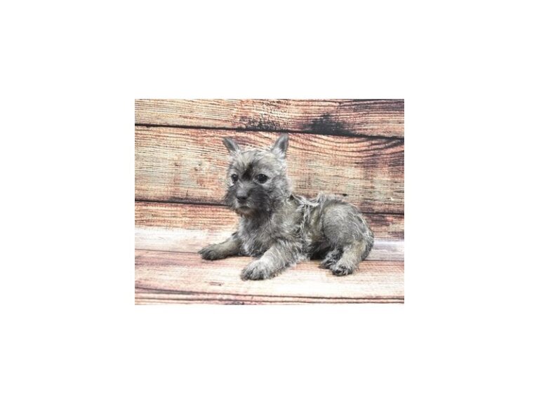 Cairn Terrier