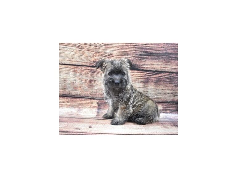 Cairn Terrier