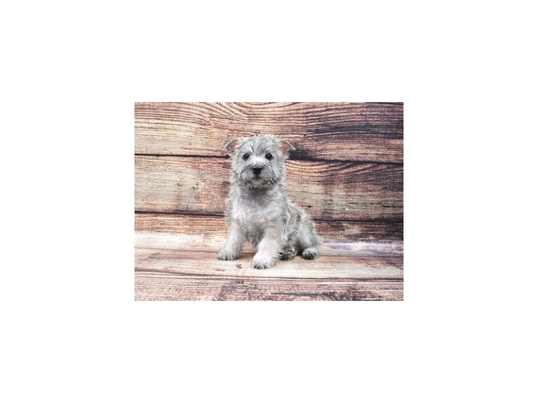 Cairn Terrier