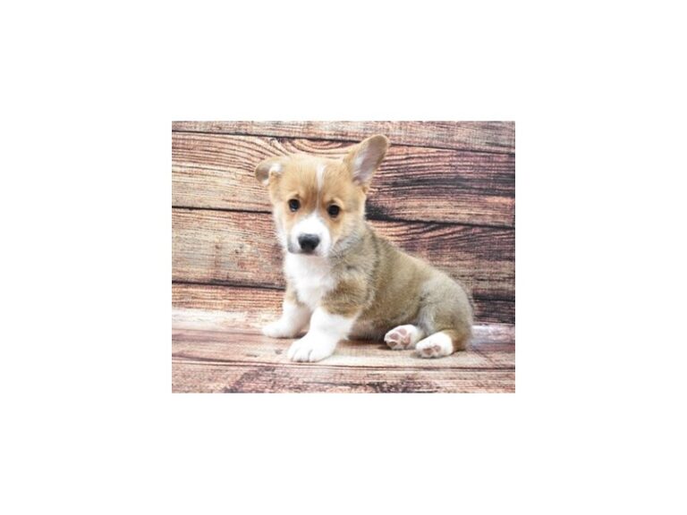 Pembroke Welsh Corgi