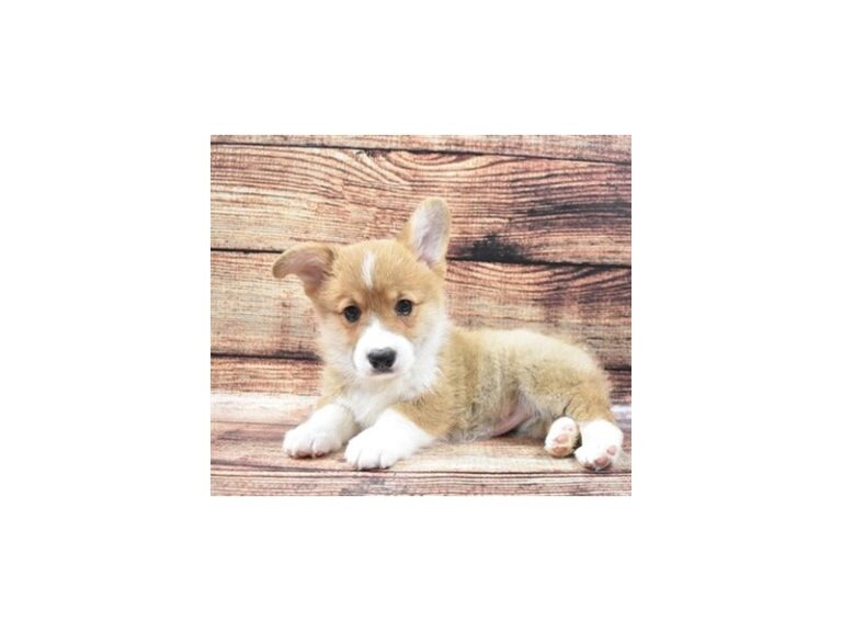 Pembroke Welsh Corgi