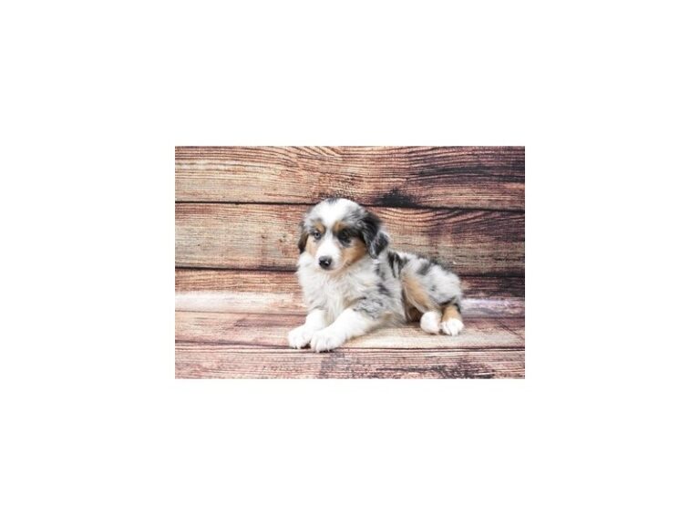 Miniature Australian Shepherd