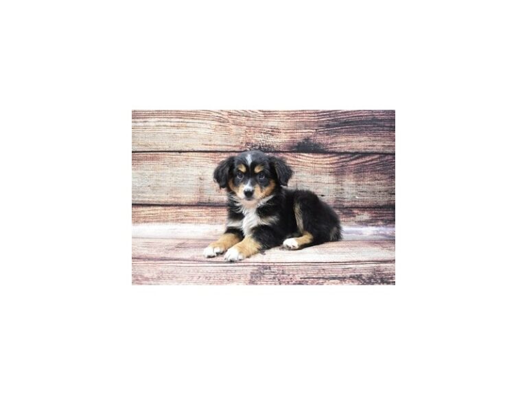 Miniature Australian Shepherd