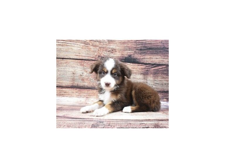 Miniature Australian Shepherd