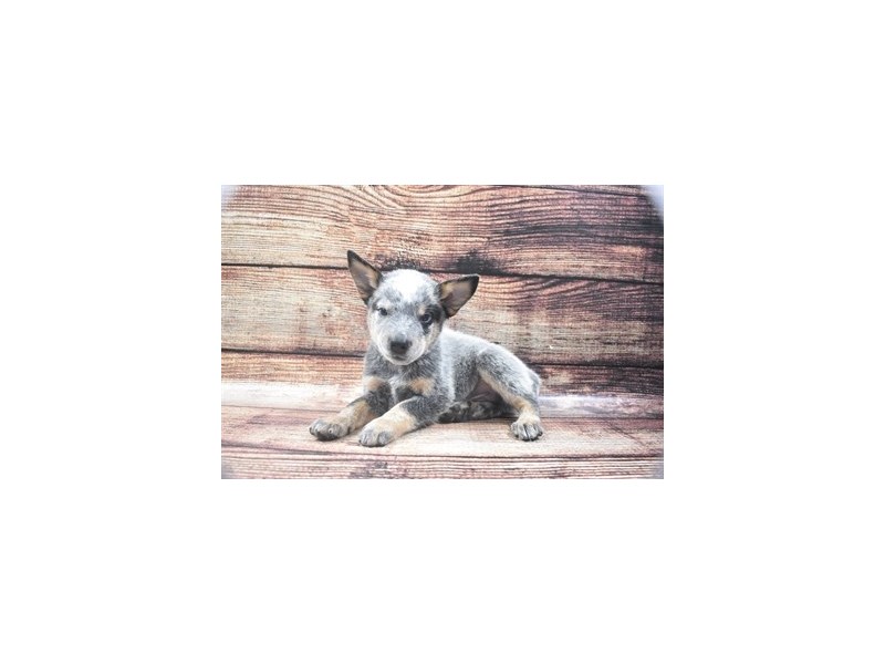 Australian Cattle Dog-Male-Blue Speckled-2801529-Animal Kingdom | Puppies N Love