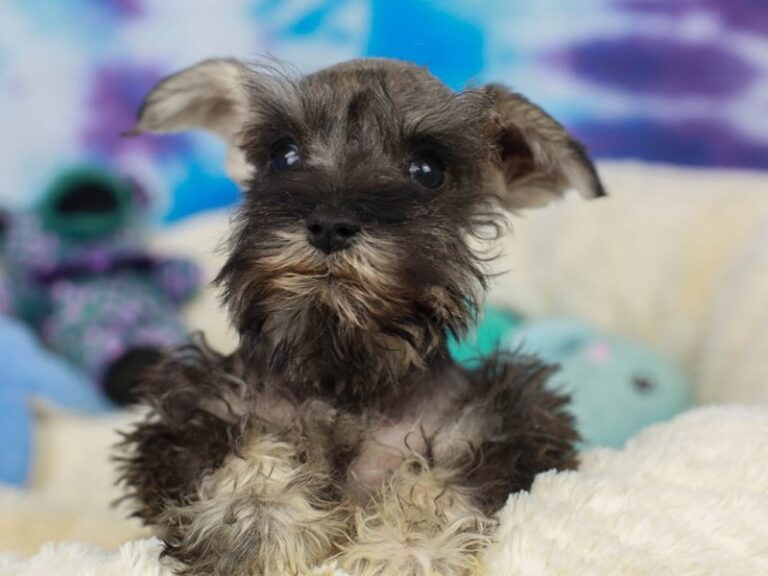 Mini Schnauzer