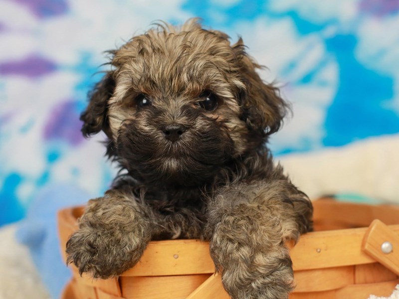 Hava Poo-Female--2803914-Animal Kingdom | Puppies N Love