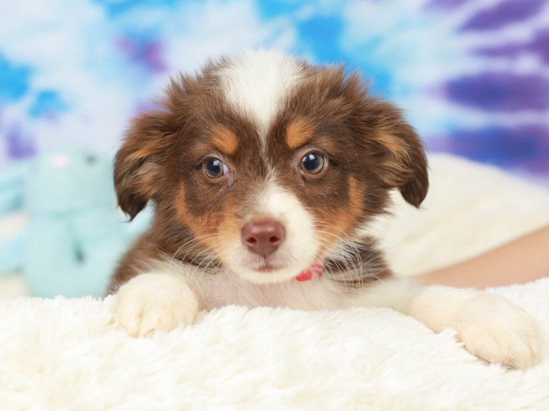 Toy Aussie-Female--2803452-Animal Kingdom | Puppies N Love