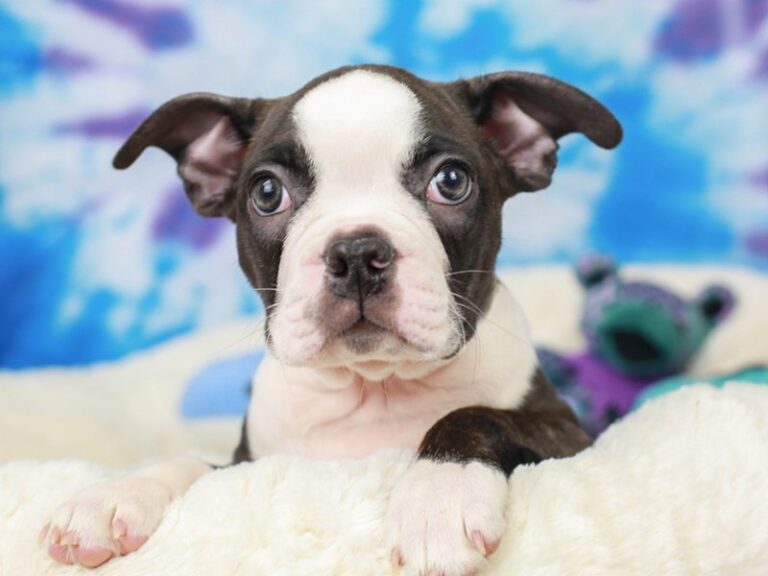 Boston Terrier