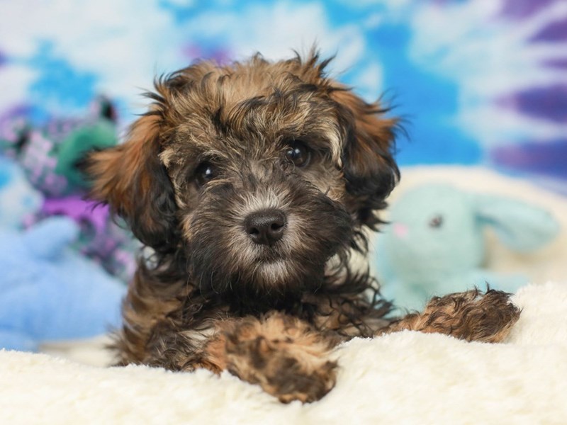 Hava Poo-Female--2803741-Animal Kingdom | Puppies N Love