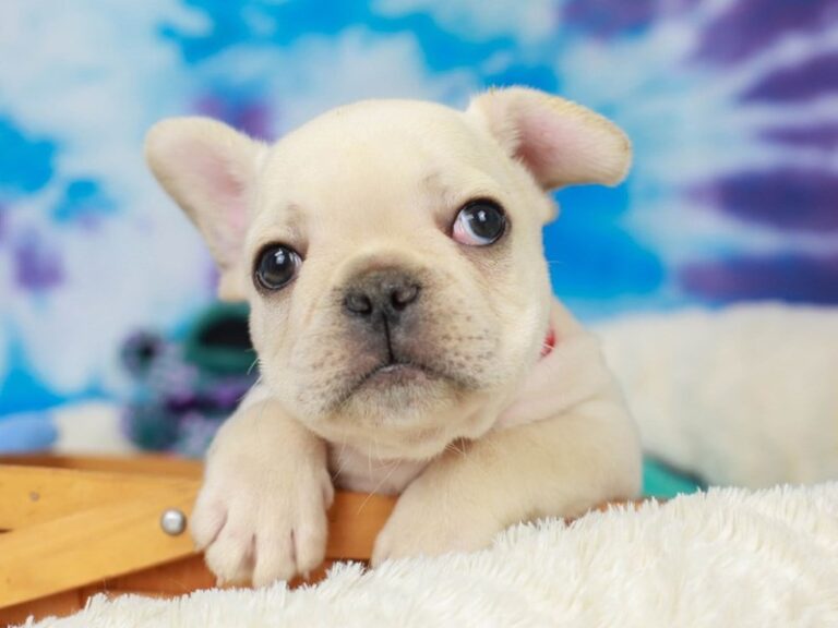 French Bulldog