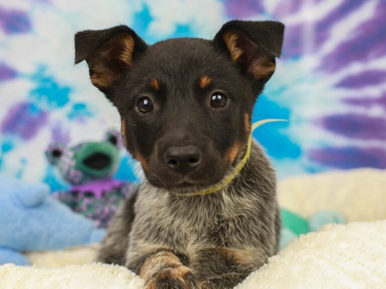Blue Heeler