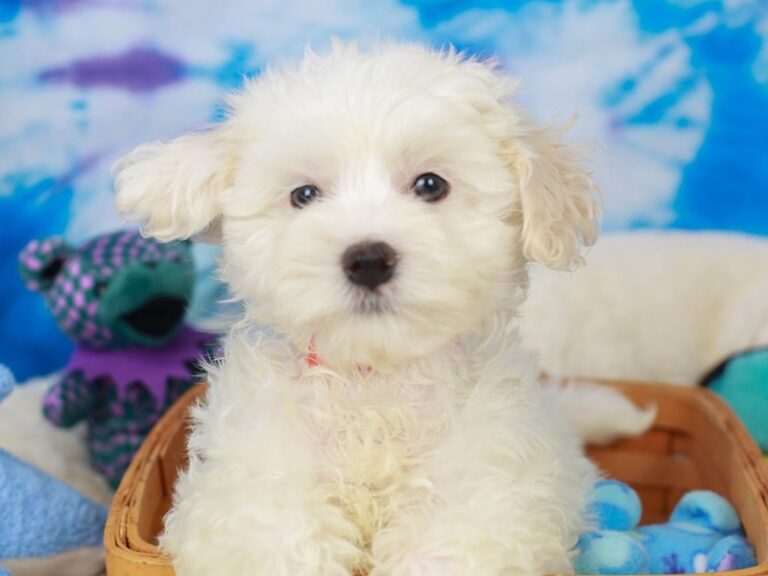 Coton De Tulear