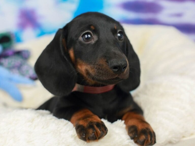 Dachshund