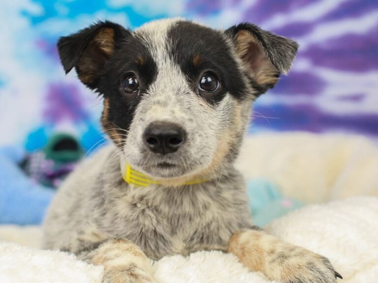 Blue Heeler