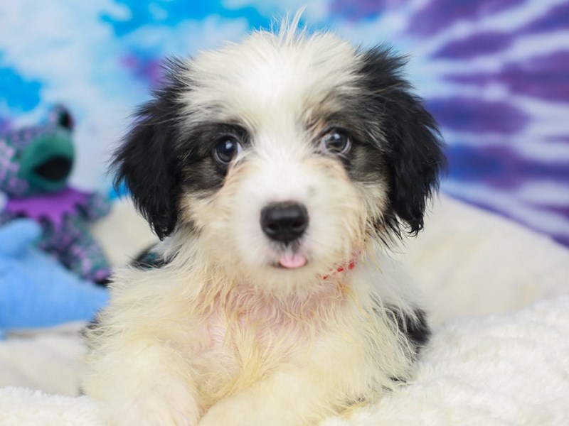 Aussie Ton-Female--2803561-Animal Kingdom | Puppies N Love