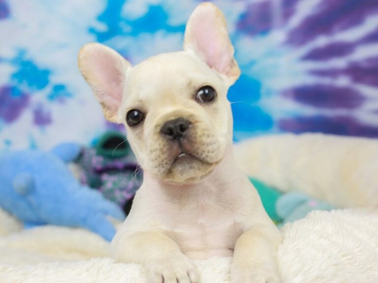 French Bulldog