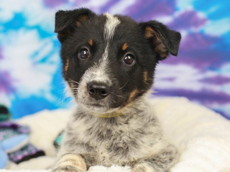 Blue Heeler