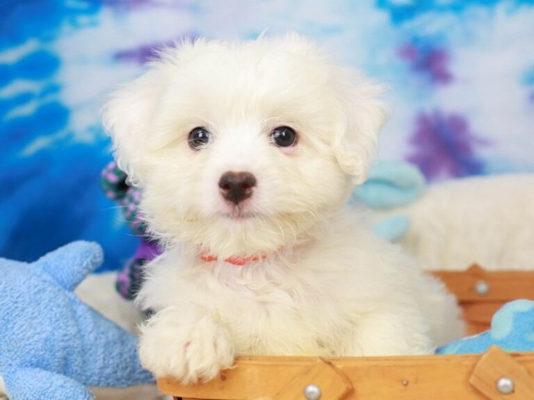 Coton De Tulear