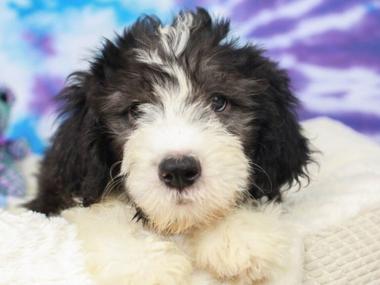 Mini Sheepadoodle