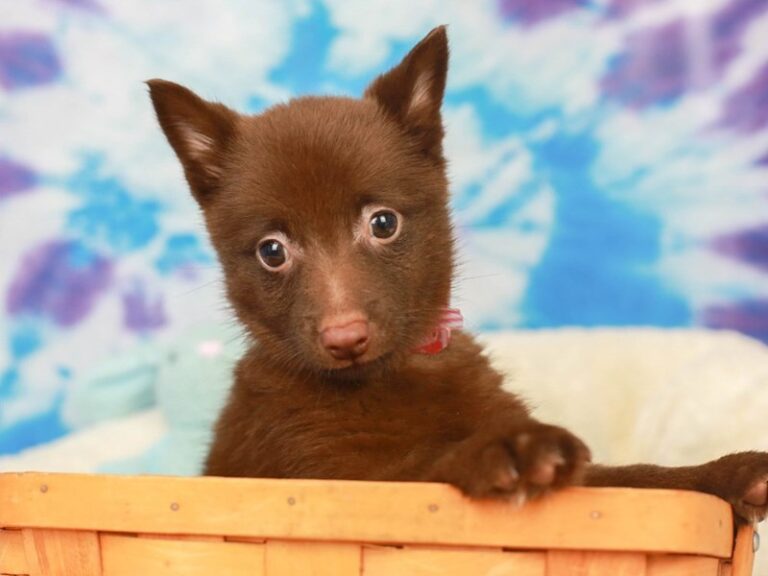 Schipperke