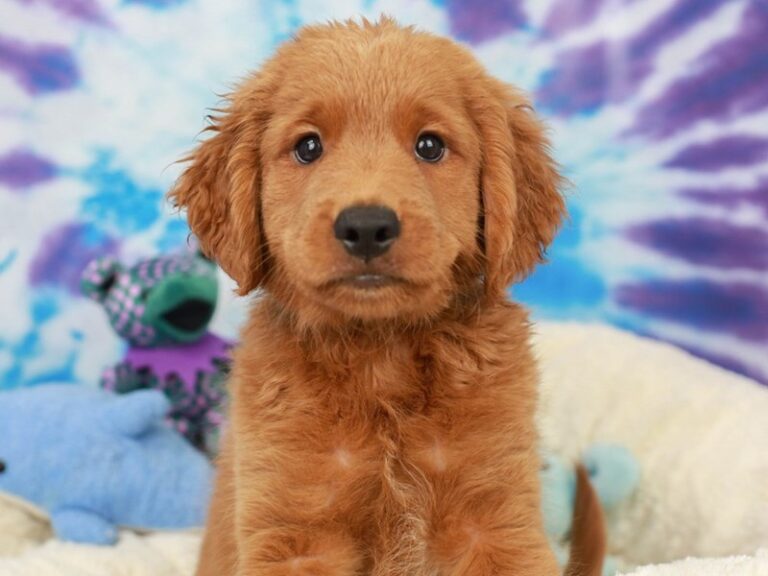 Mini Goldendoodle