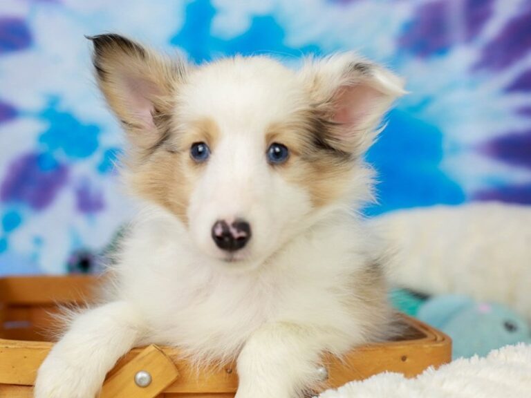 Shetland Sheepdog