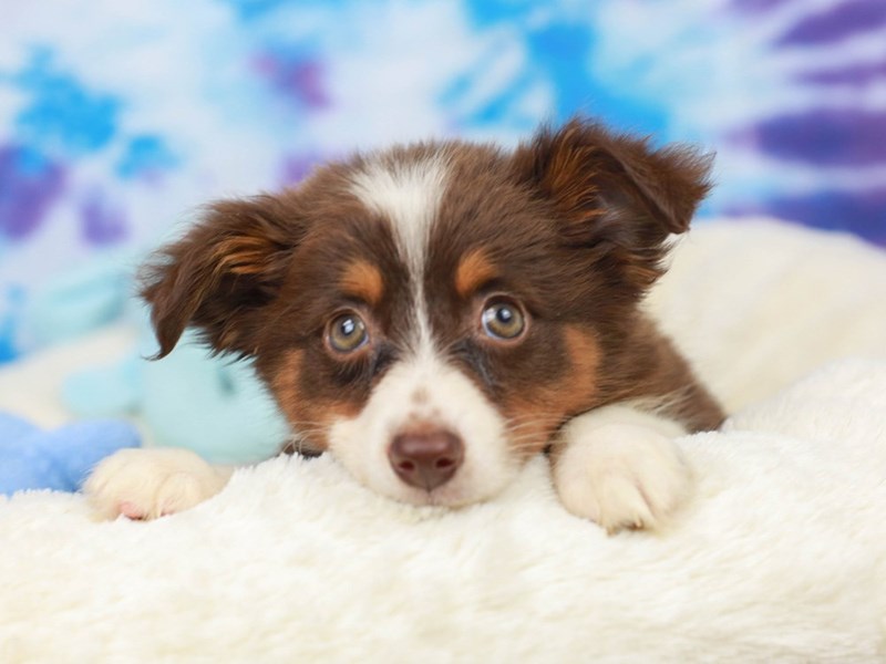 Toy Australian Shepherd-Female--2803454-Animal Kingdom | Puppies N Love