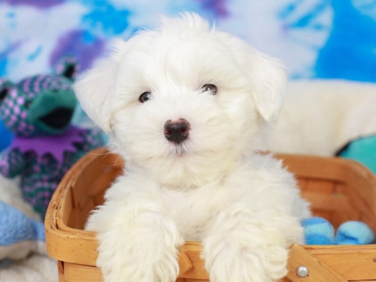 Coton De Tulear
