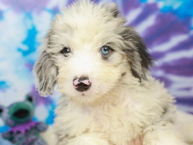 Mini Sheepadoodle