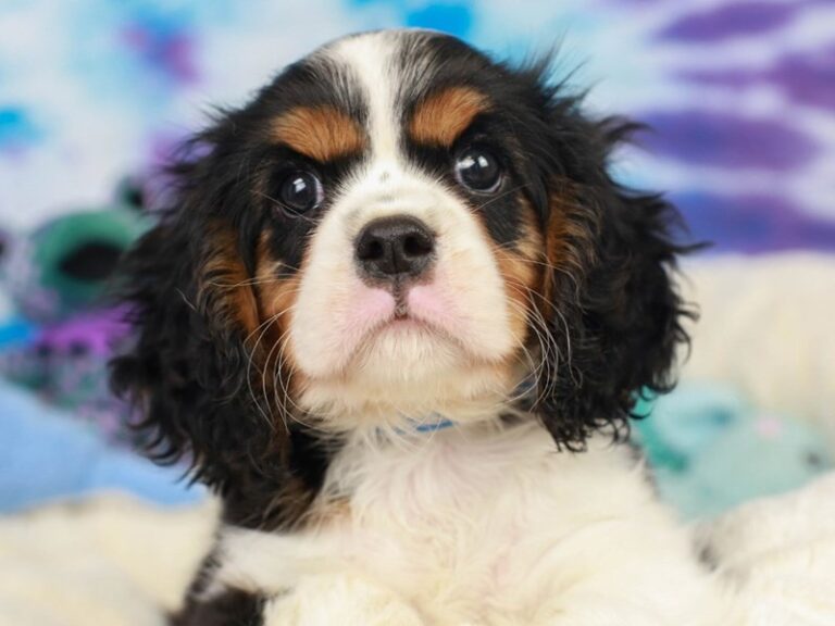 Cavalier King Charles Spaniel