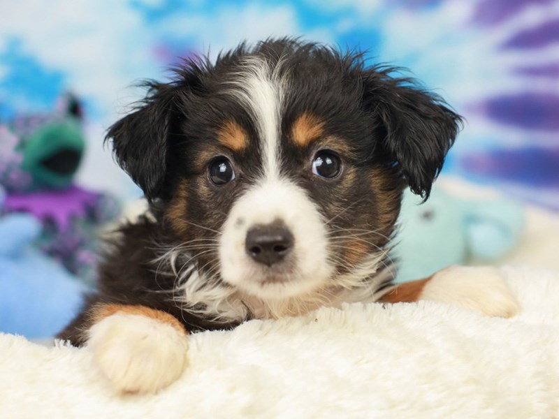 Toy Aussie-Female--2803714-Animal Kingdom | Puppies N Love