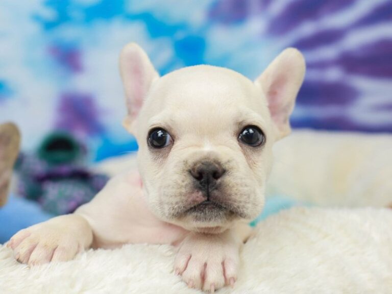 French Bulldog